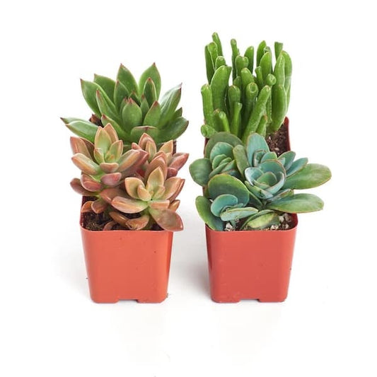 2 in. Assorted Succulent