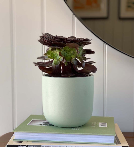 Aeonium & Pot